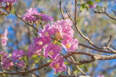 Pembe trompet çiçek ağaç
