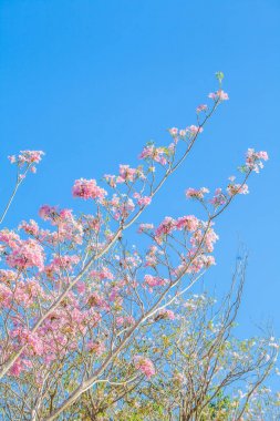 Pembe trompet çiçek ağaç