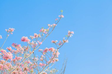 Pembe trompet çiçek ağaç