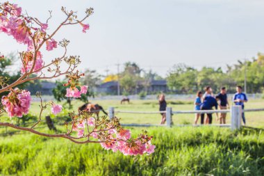 Pembe trompet çiçek ağaç