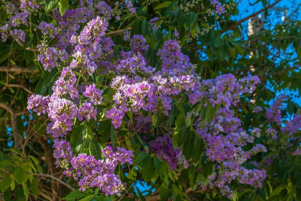 Rosafarbener Trompetenblumenbaum — Stockfoto