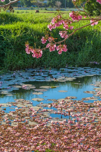 Pink Trumpet flower tree — Stock Photo, Image