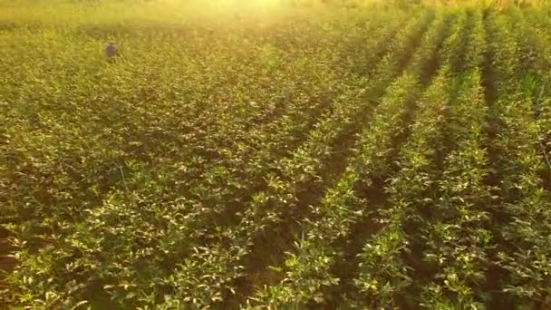 Flor de Roselle comendo vagens — Vídeo de Stock