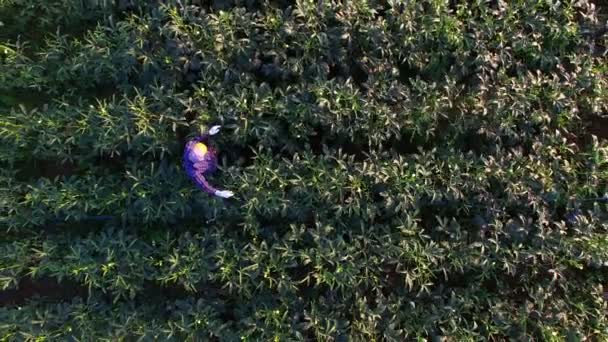 Flor de Roselle comendo vagens — Vídeo de Stock