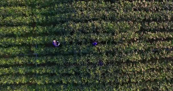 Le jardinier stocke des cosses okra 