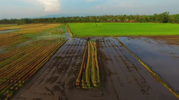 Agricoltore utilizzare trattore preparare il terreno — Video Stock