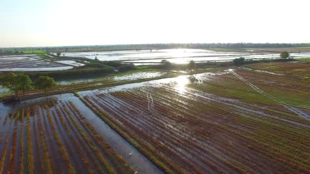 Agriculteur utiliser tracteur préparer le terrain — Video