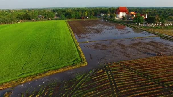 Traktor farmář použití připravit půdu — Stock video