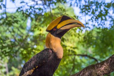 Kartallar ağaç üzerinde