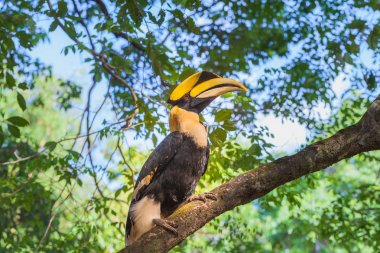 Hornbill on the tree clipart