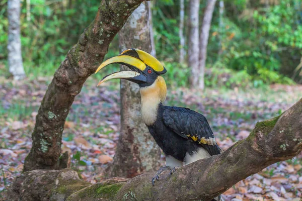 Hornbill na árvore — Fotografia de Stock