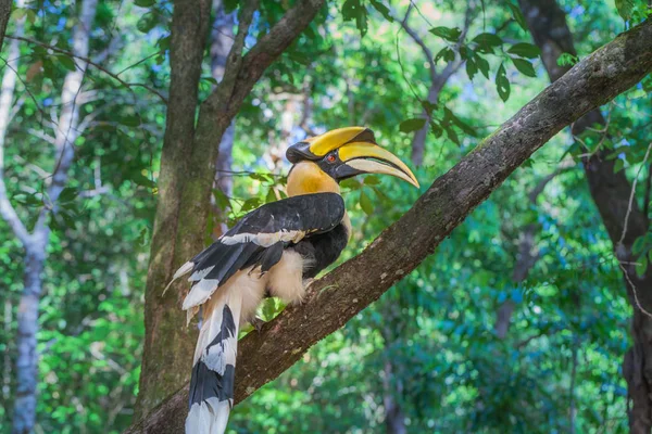 Hornbill na árvore — Fotografia de Stock