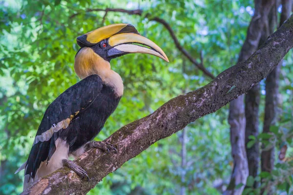 Hornbill en el árbol —  Fotos de Stock