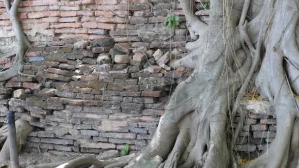 Προτομή Βούδα στο banyan δέντρο ρίζες — Αρχείο Βίντεο