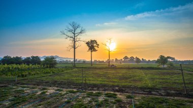 Yeşil alanların güzel manzara