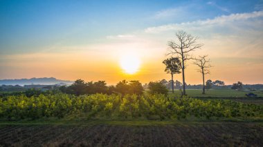Yeşil alanların güzel manzara