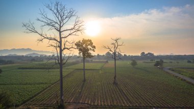 Yeşil alanların güzel manzara