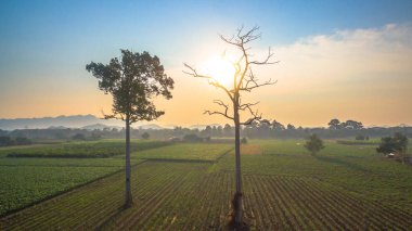 Yeşil alanların güzel manzara