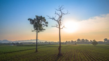 Yeşil alanların güzel manzara