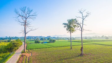 Yeşil alanların güzel manzara
