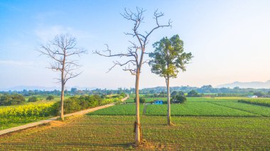 Yeşil alanların güzel manzara