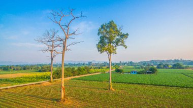 Yeşil alanların güzel manzara