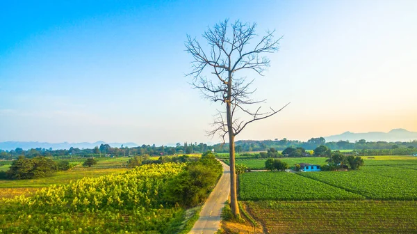 Yeşil alanların güzel manzara
