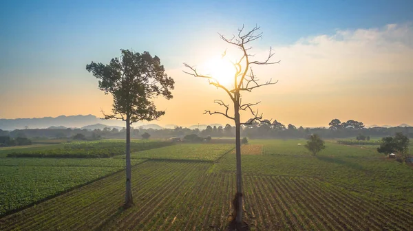 Yeşil alanların güzel manzara