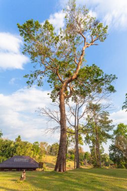 Asma köprü, Pompee bakış açısı