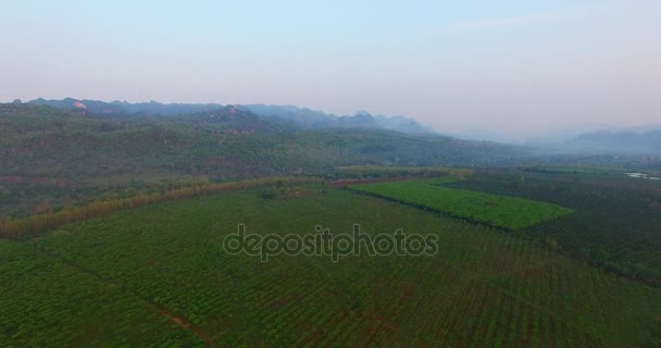 Sunrise above the fruits fields — Stock Video
