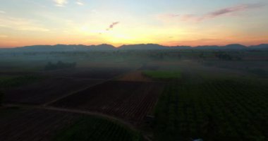 Sabahları meyve alanları üzerinde uçan kuşlar.