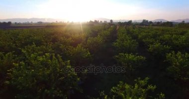 gündoğumu guava meyve alanları yukarıda