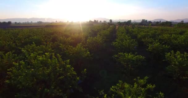 Nascer do sol acima dos campos de frutas da goiaba — Vídeo de Stock