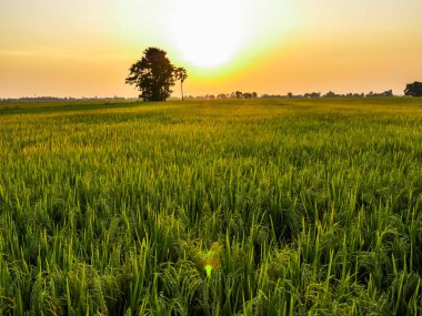 günbatımı pirinç tarlaları 