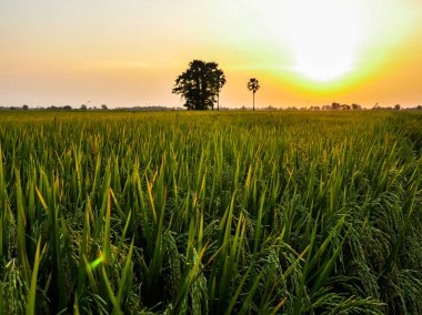 günbatımı pirinç tarlaları 