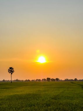 günbatımı pirinç tarlaları 