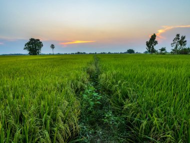 günbatımı pirinç tarlaları 