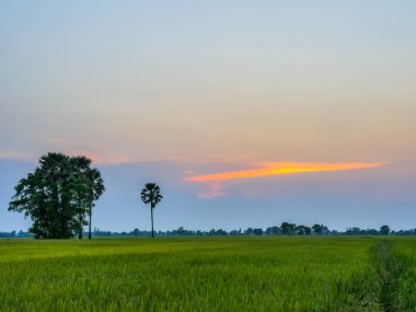günbatımı pirinç tarlaları 
