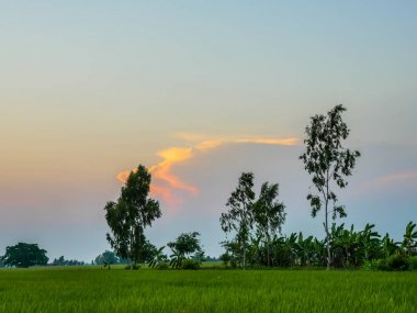 günbatımı pirinç tarlaları 