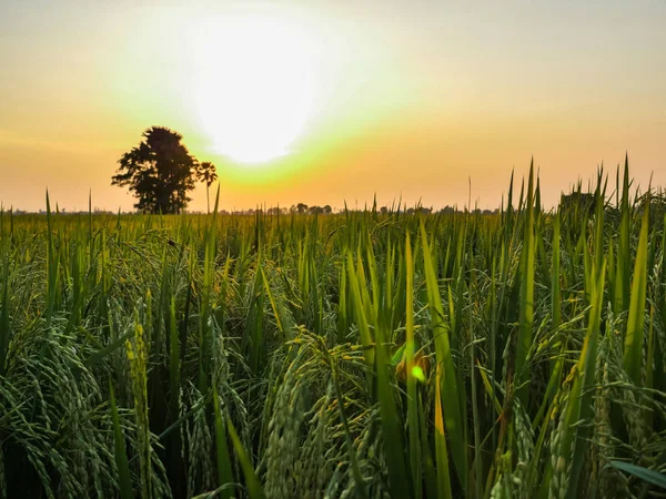 Campos de arroz ao pôr do sol — Fotografia de Stock