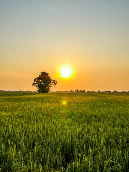 Campos de arroz al atardecer —  Fotos de Stock