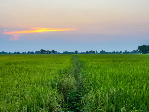 Reisfelder im Sonnenuntergang — Stockfoto