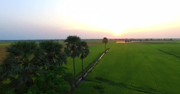 Solnedgången över risfälten. — Stockvideo