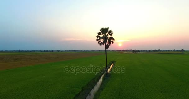Puesta de sol sobre campos de arroz . — Vídeo de stock