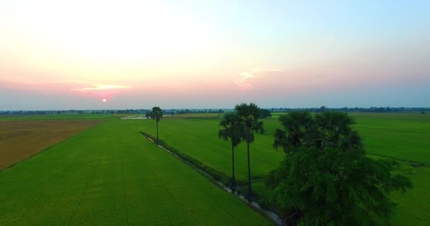 Puesta de sol sobre campos de arroz . — Vídeo de stock