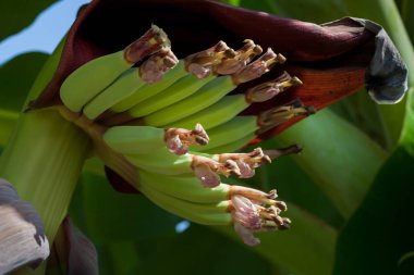 çiçek ile genç muz