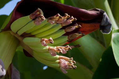 çiçek ile genç muz