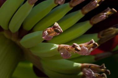 çiçek ile genç muz