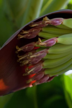 çiçek ile genç muz