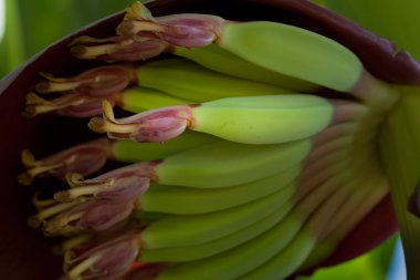 çiçek ile genç muz